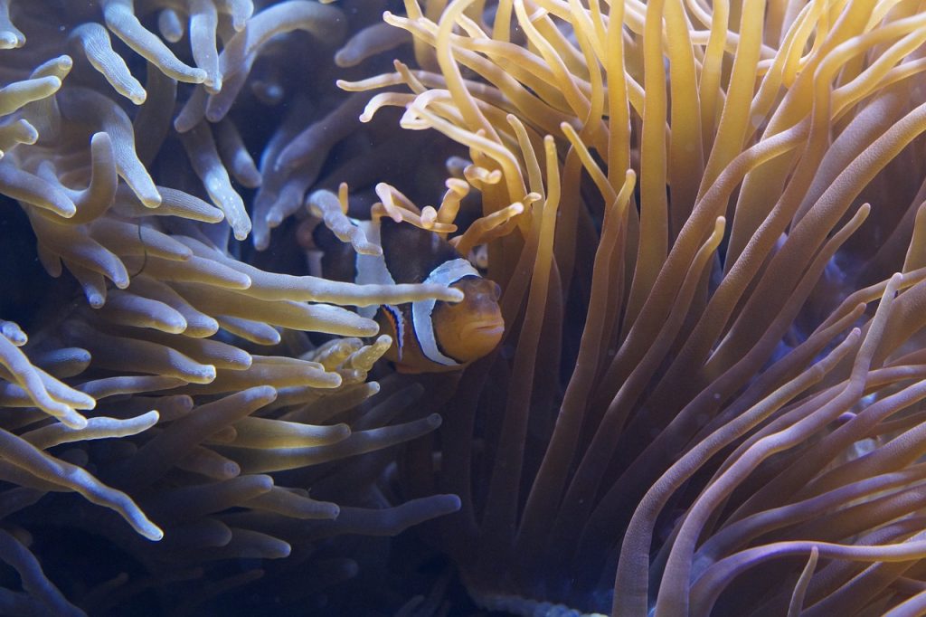 anemones, tentacle, sea anemones-793402.jpg