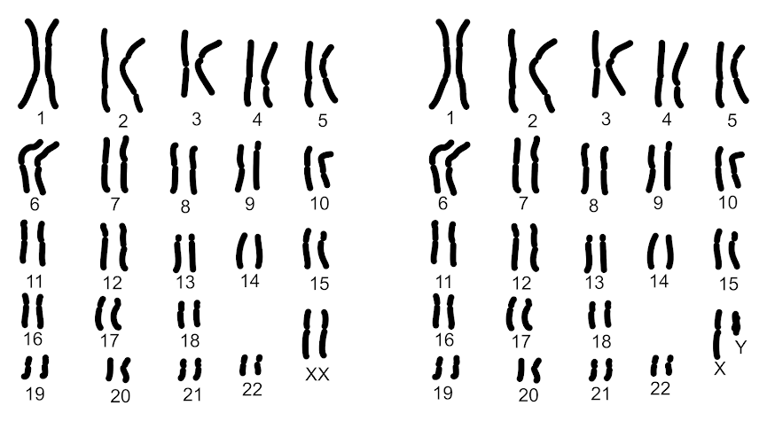 – Biologi