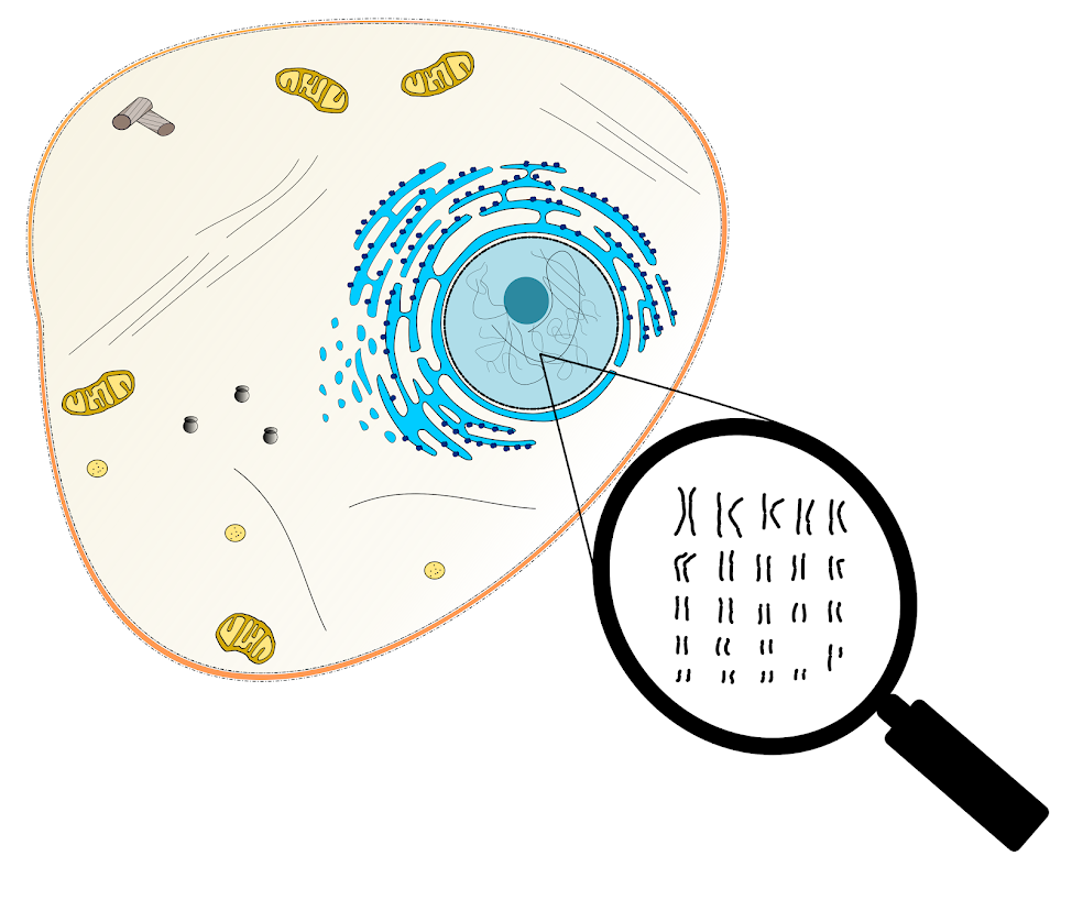 – Biologi