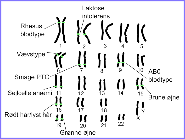 – Biologi