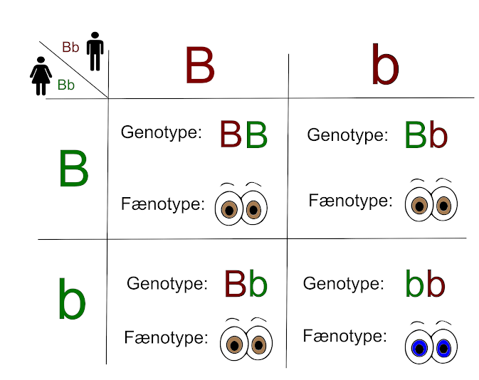 Nedarvning af et Biologi