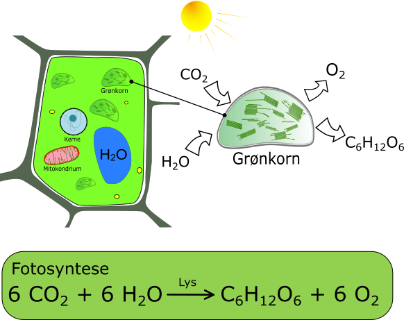 Hvad en plante for at vokse? – Biologi