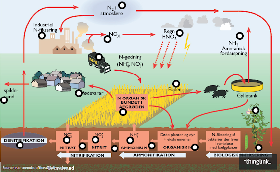 Nitrogenkredsløbet –
