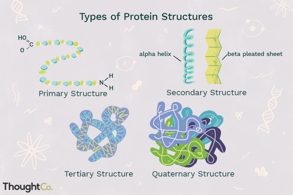 Proteinernes 4 strukturer â€