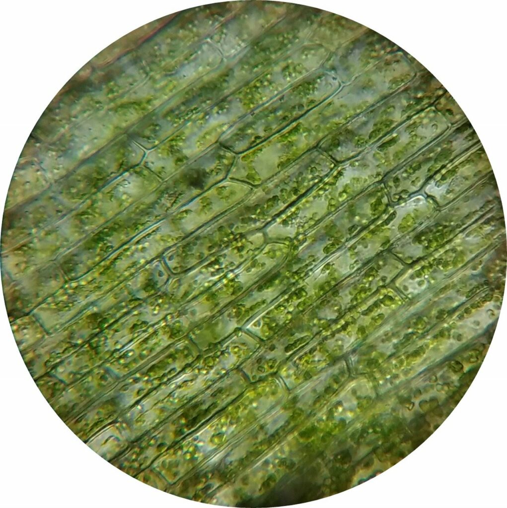 waterweed, plant cell, mikroskopieren
