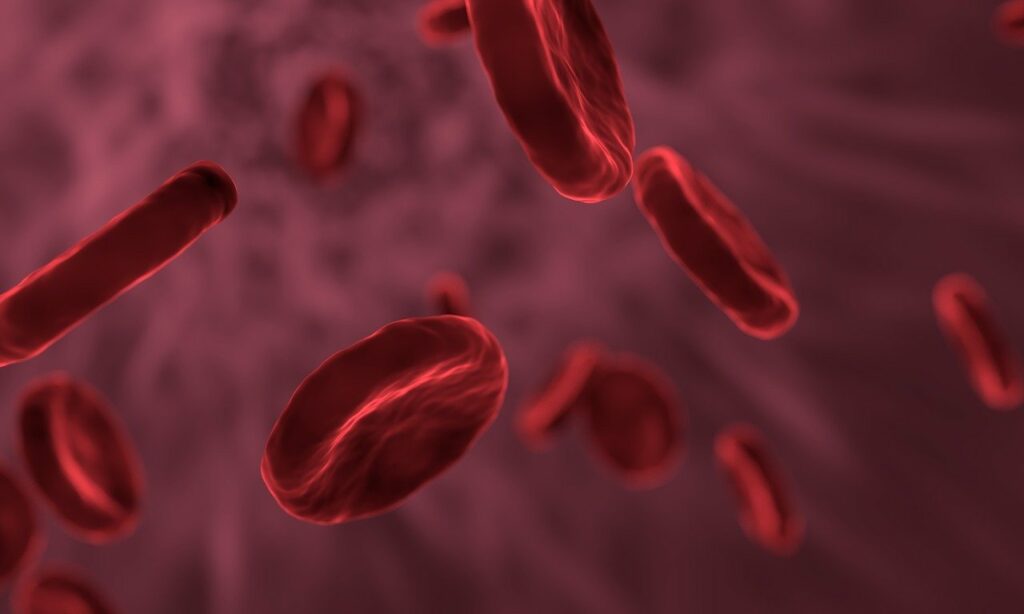 red blood cells, microbiology, biology-3188223.jpg