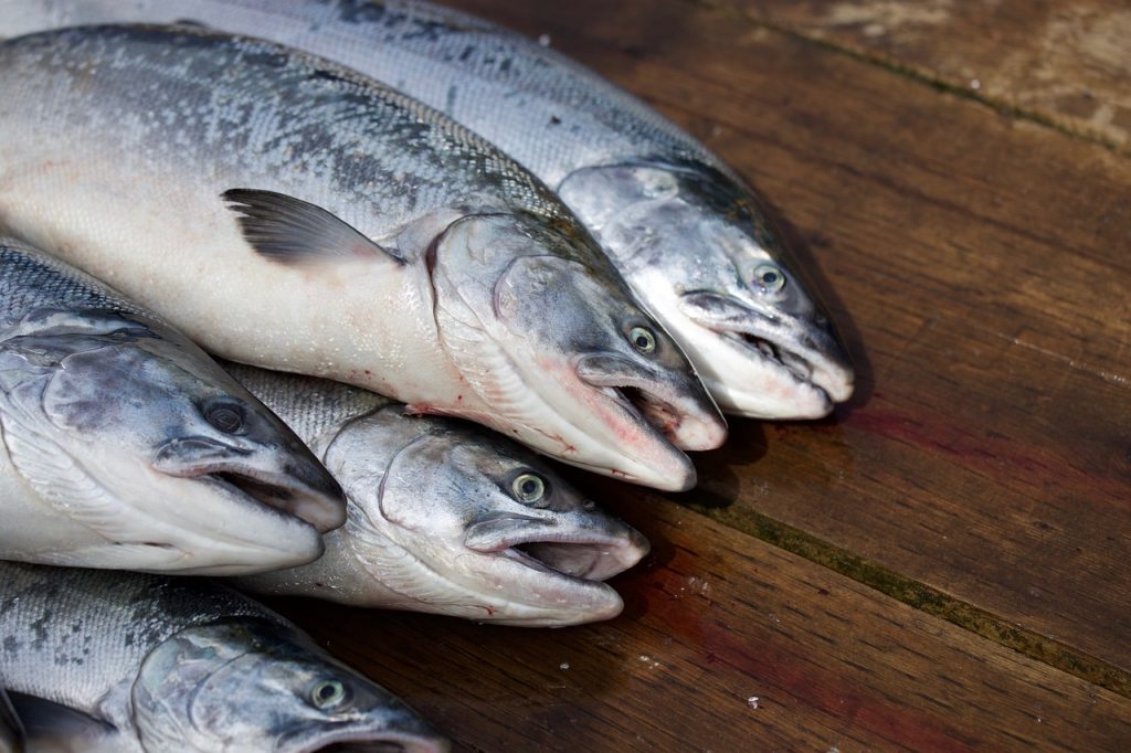 salmon, fish, food-4143734.jpg